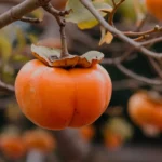 whopper persimmon tree fruit