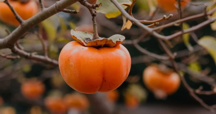 whopper persimmon tree fruit