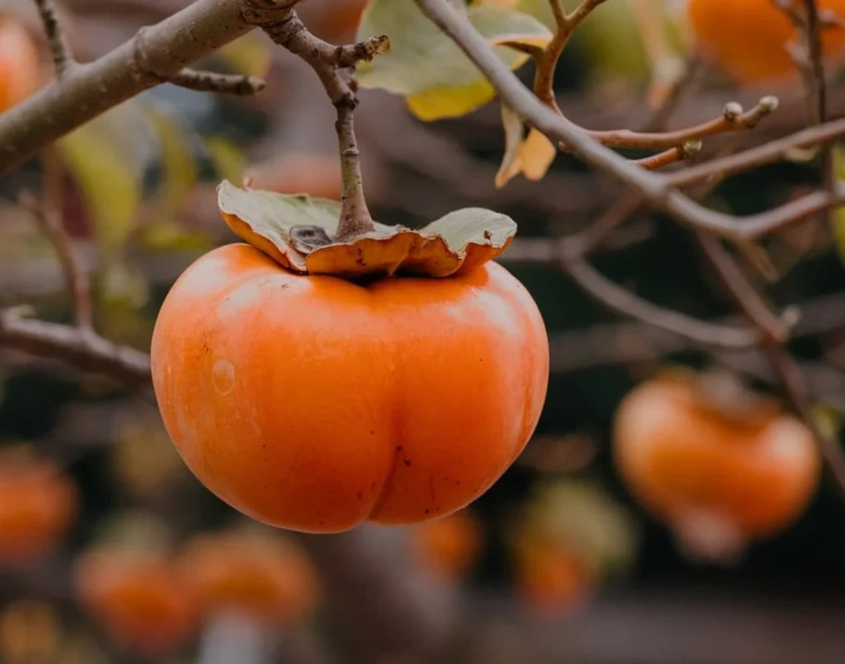 whopper persimmon tree fruit